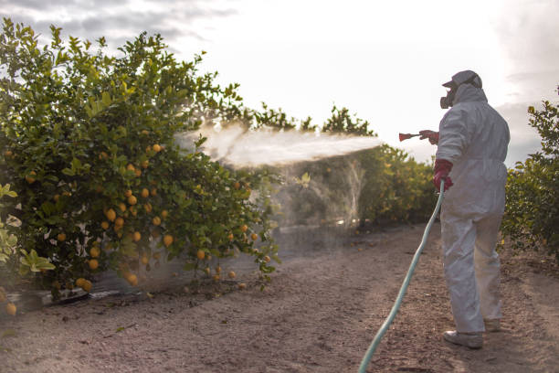 Best Affordable Pest Control Services  in Santa Teresa, NM